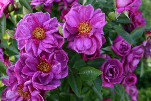 BLUE PETER (miniature)